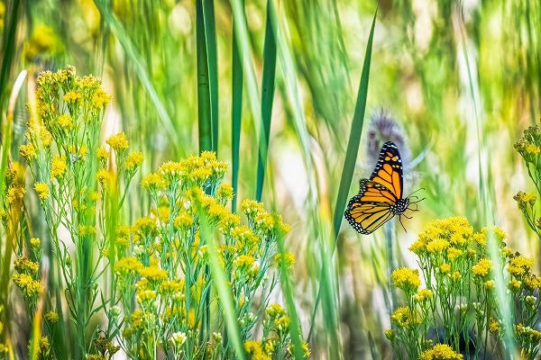 Jaynes Gallery 아티스트의 USA-Colorado-Boulder Monarch butterfly in flight among flowers작품입니다.